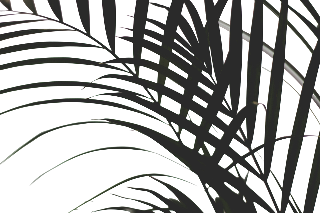 leaf shadow